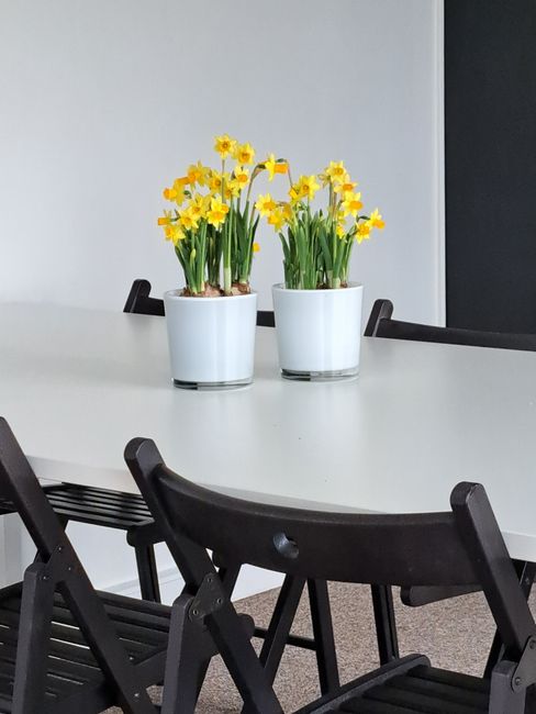 Two potted arrangements of yellow daffodils with green stems and leaves sit on a white table inside an office or meeting room. The plants are in glossy white ceramic pots, and the background features