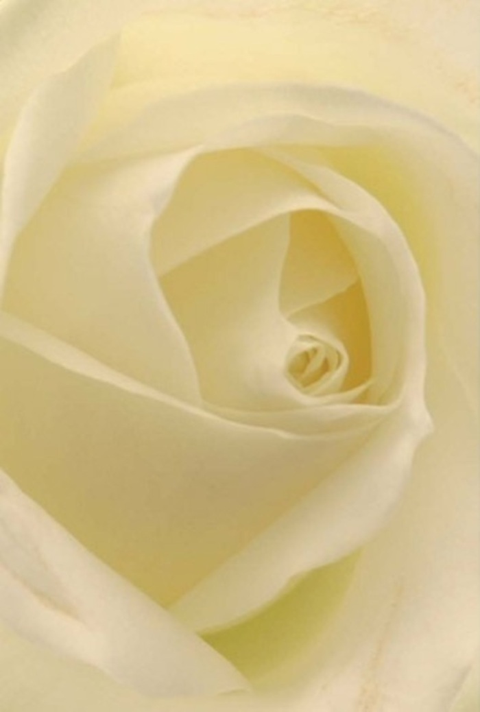 With an eye for artistry, this classic white rose reveals its inner depths through a cascade of soft, layered petals rendered in rich tones of cream and ivory-beautifully echoing the natural charm of Petts Wood and the artistry of its boutique florists. The rose appears almost illuminated from within, as ambient light caresses every curve and accentuates the flawless spiral at its centre. Each petal's surface is smooth yet subtly textured, evoking sensations of silk and the promise of new beginnings. The gentle variations in shade recall the shifting afternoon light filtering through the treetops in Willett Recreation Ground. As a floral expert in Petts Wood, I view this rose as an ideal offering for marking profound occasions: heartfelt sympathy, enduring admiration, or the centerpiece of an elegant wedding. There is a purity and quiet strength in the flower's form, and the slight differences in cream and shadow elevate its natural beauty, making it a fitting tribute in any setting. The imagined fragrance is soft and serene, as timeless as the local landscape itself.
